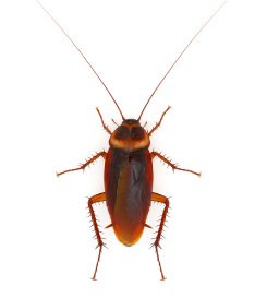 Cockroach Pest Treatment Perth