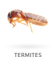 All Pest Control Perth | Commercial & Residential Pest ...